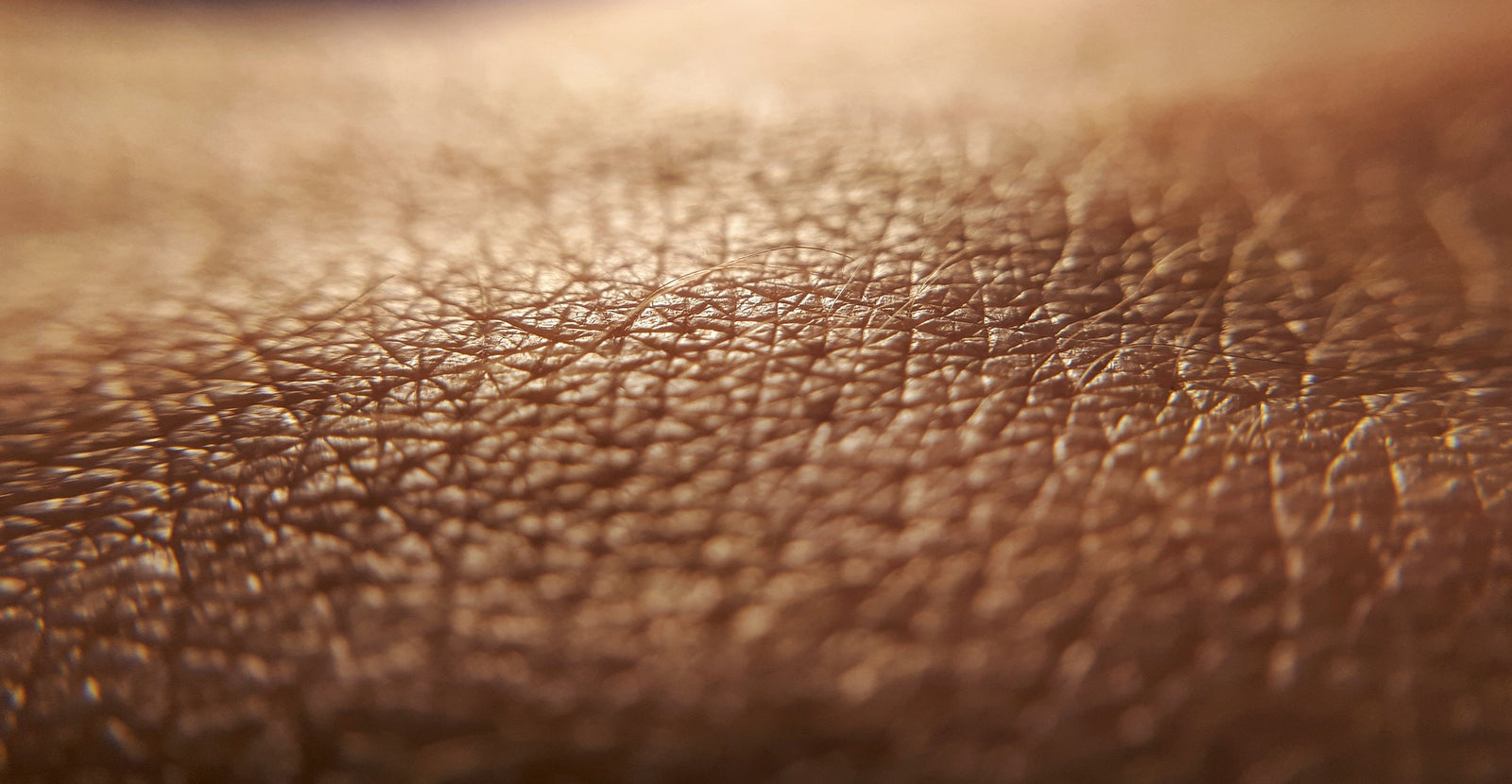 What is Skin?