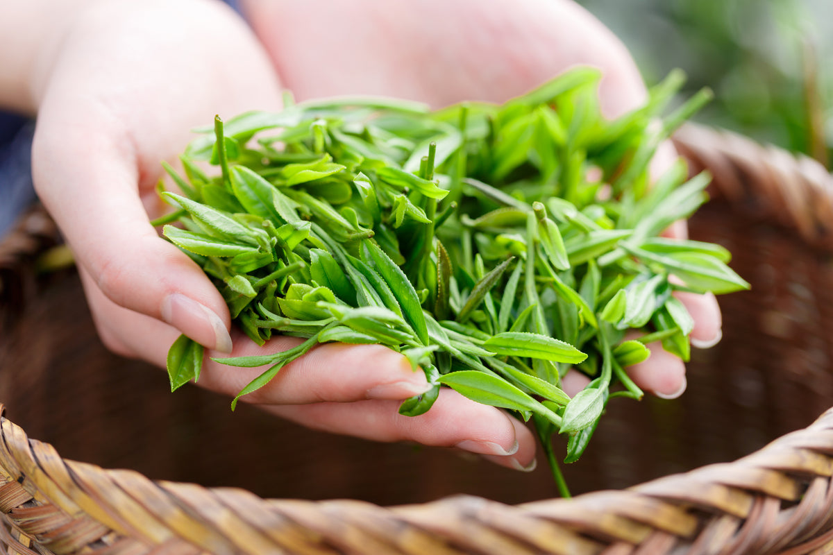 Green Tea