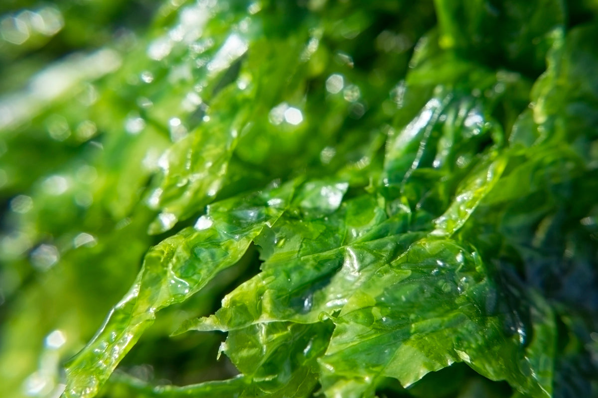 Sea Lettuce