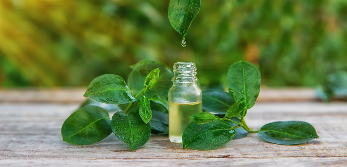 Antioxidant Guardian
