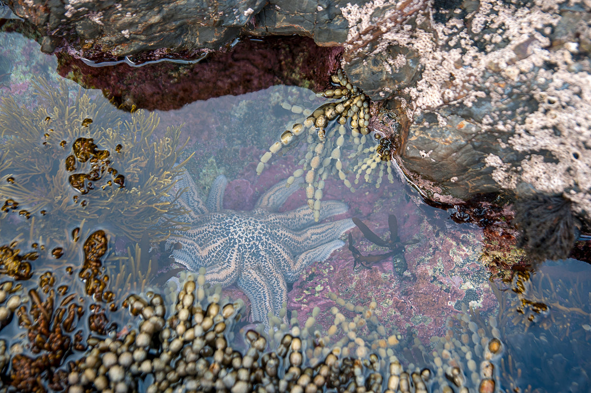 Tidal Rock Dweller