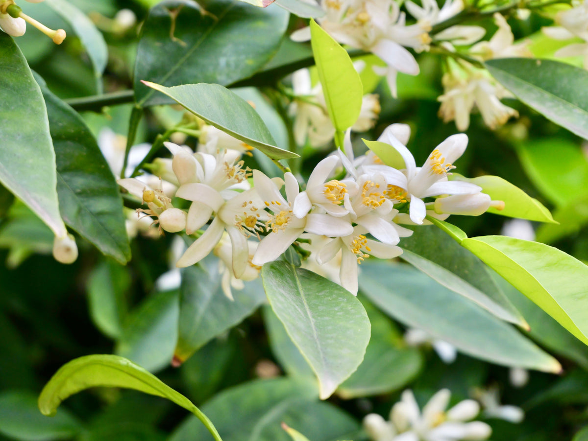 Sun-Kissed Evergreen