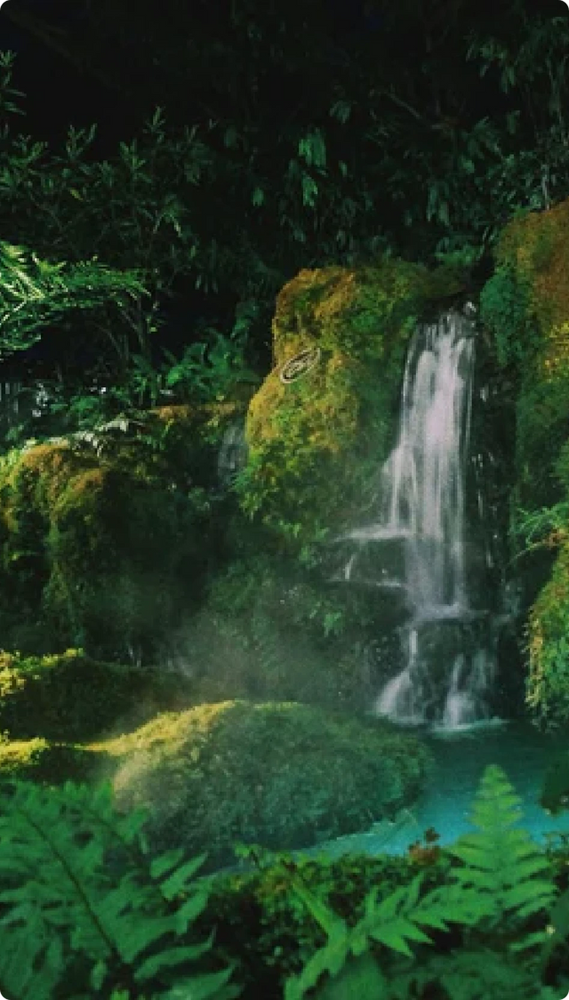 Rainforest canopy