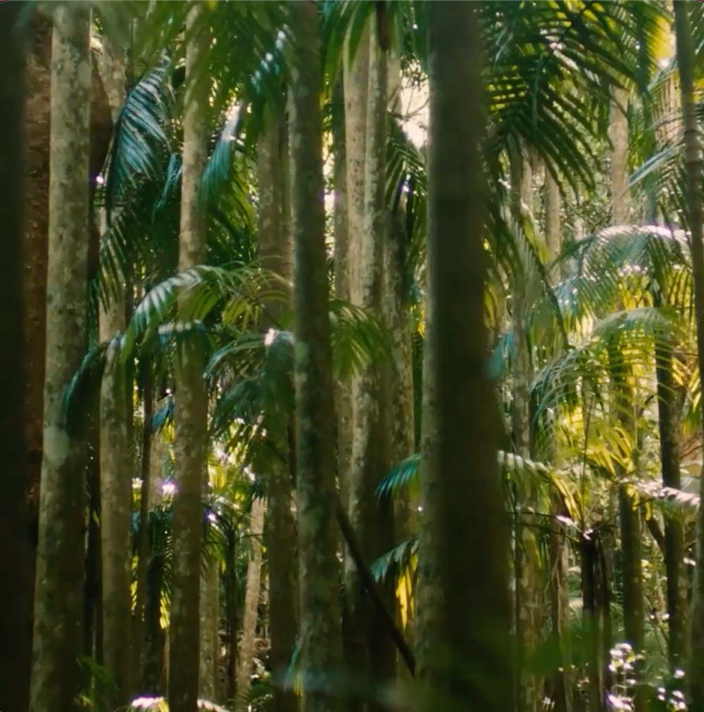 Rainforest