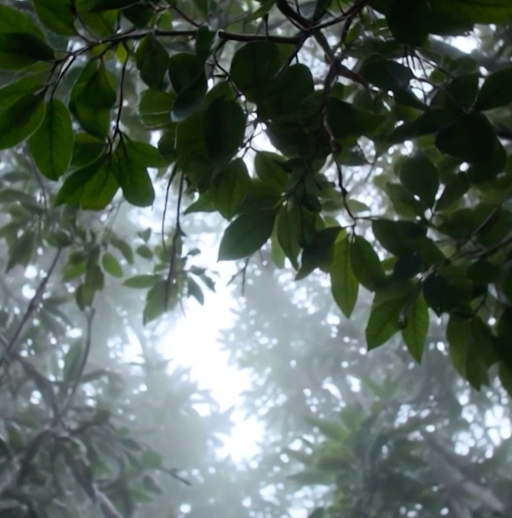 Rainforest