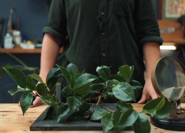 Camellia sinensis - Exploring the Chemicals