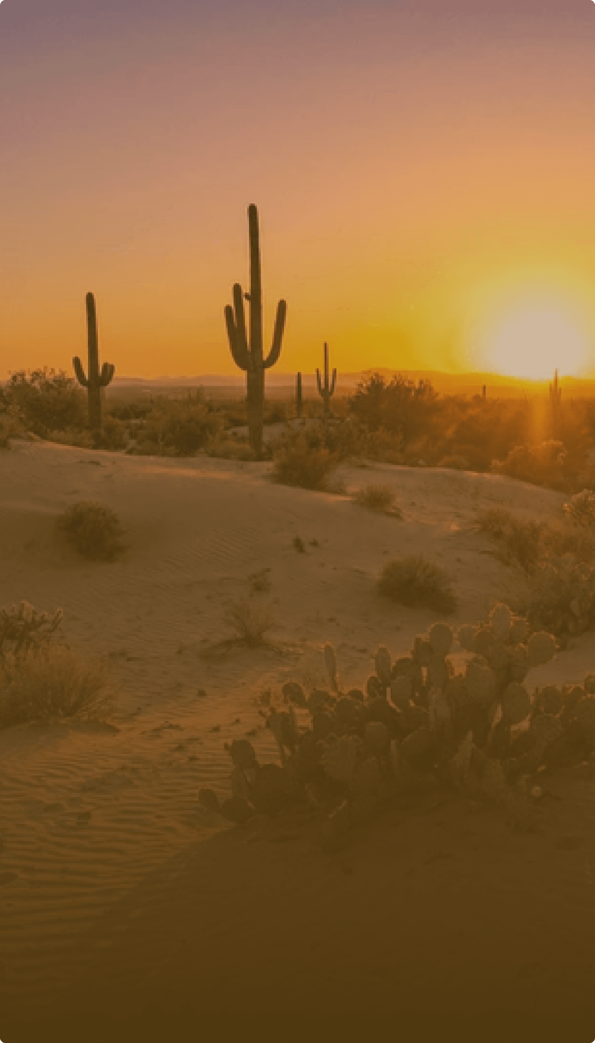Desert ecosystem
