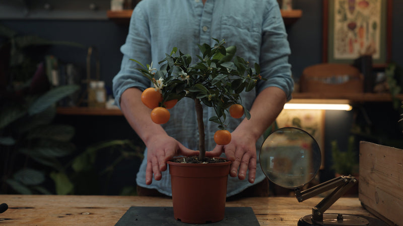 Orange Tree | Benefits & Biology