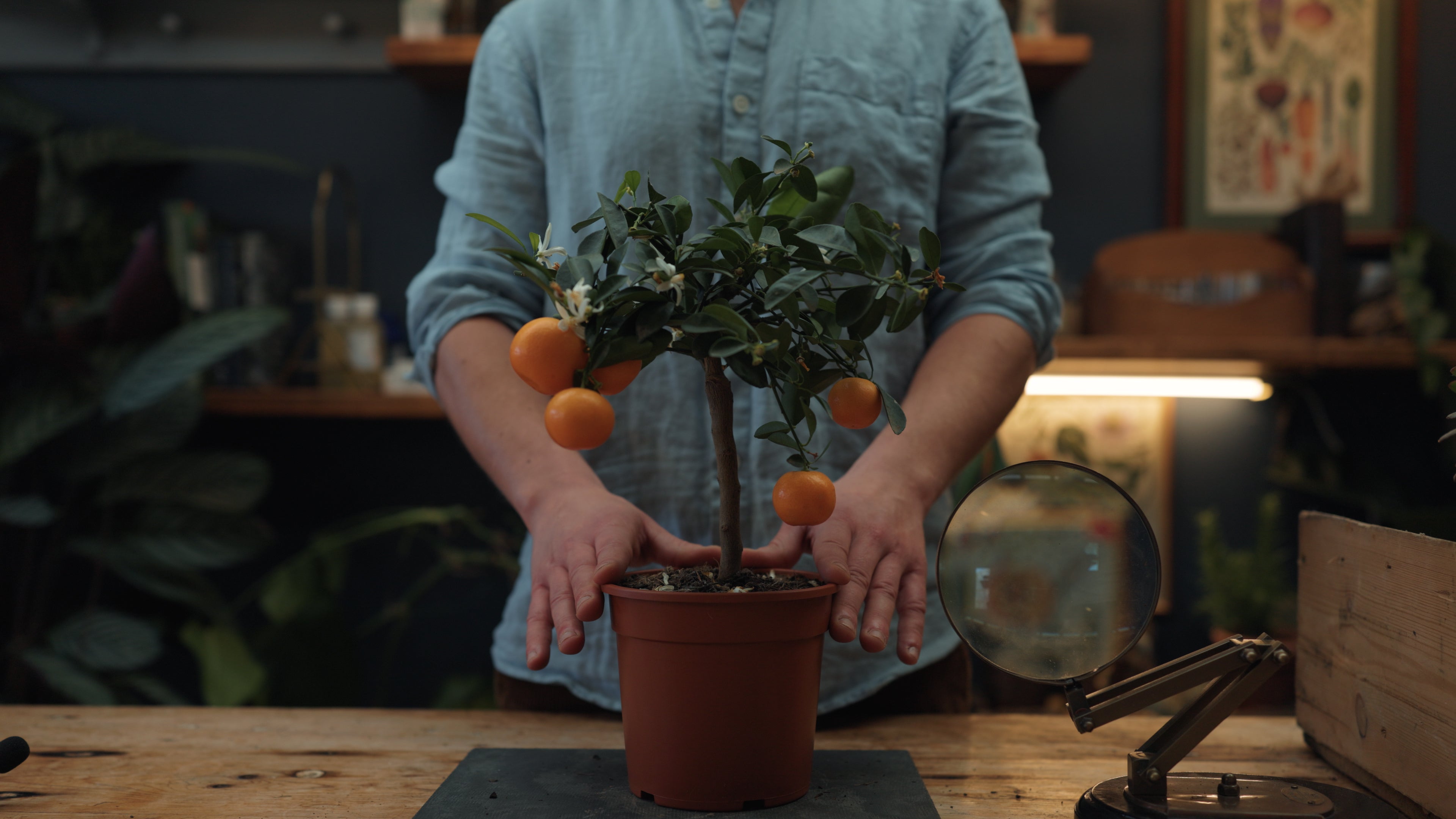 Image of Orange Tree | Benefits & Biology