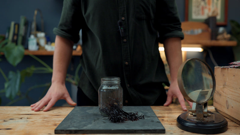 Seaweed |Botanical Review