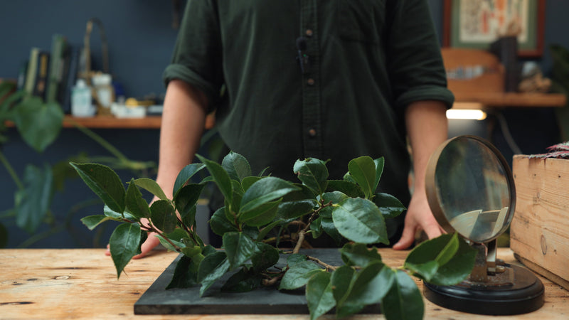 Green Tea Bush | Exploring the Chemicals