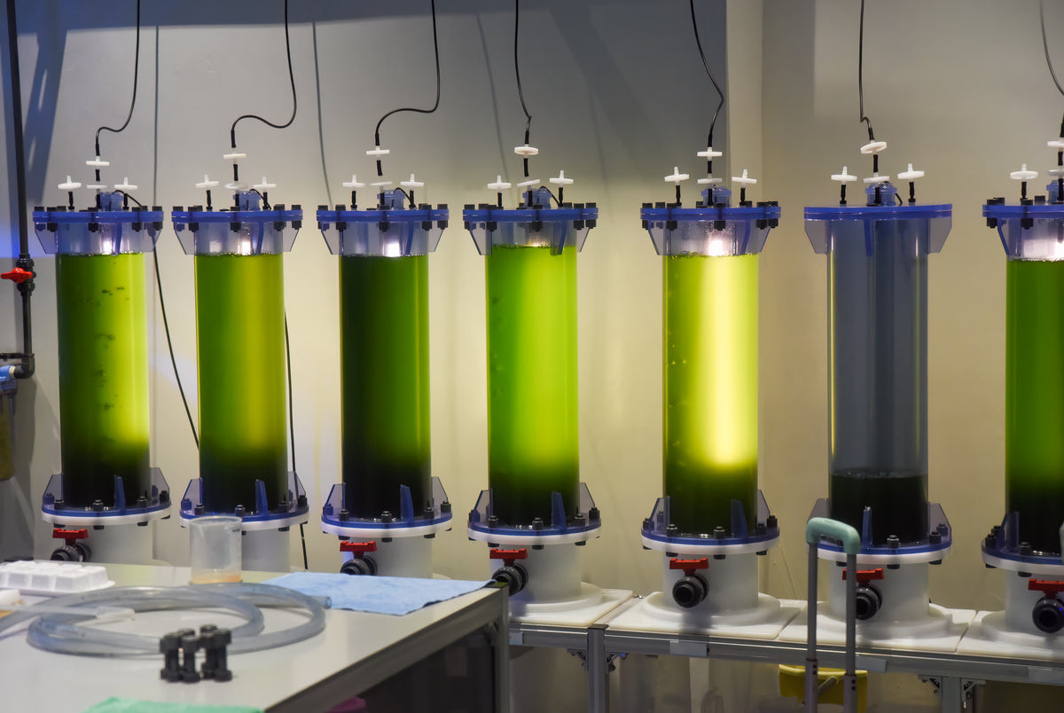 Cell Culture 