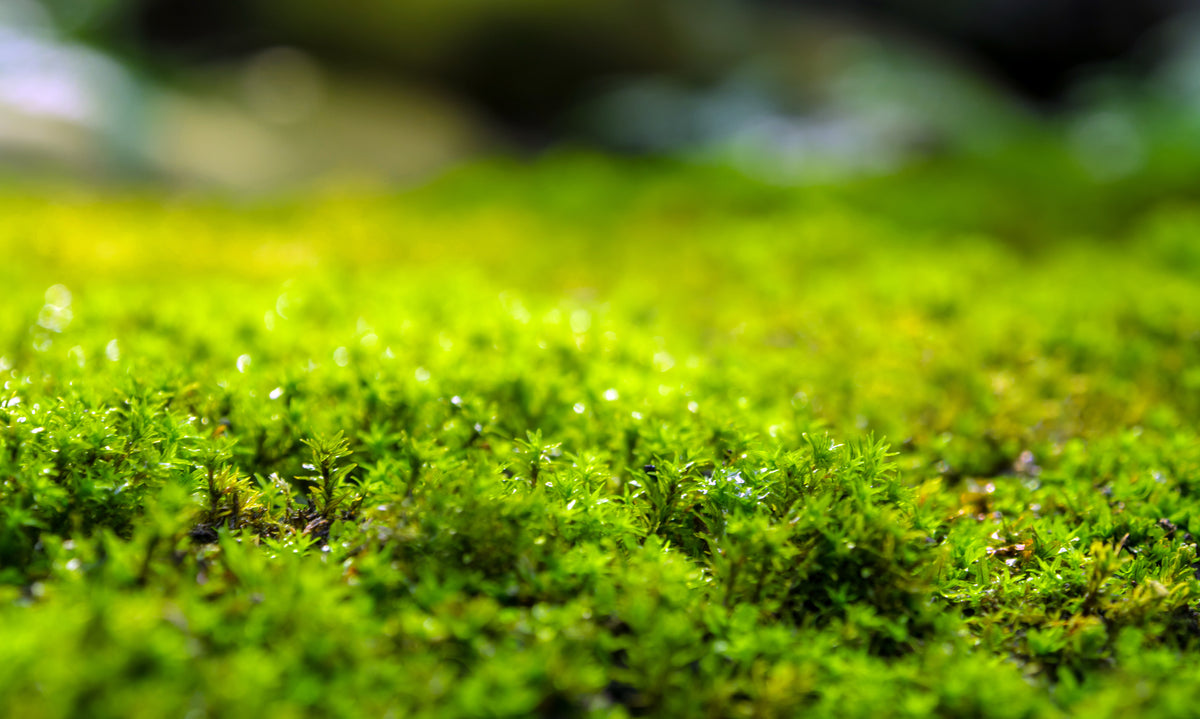Earth Moss