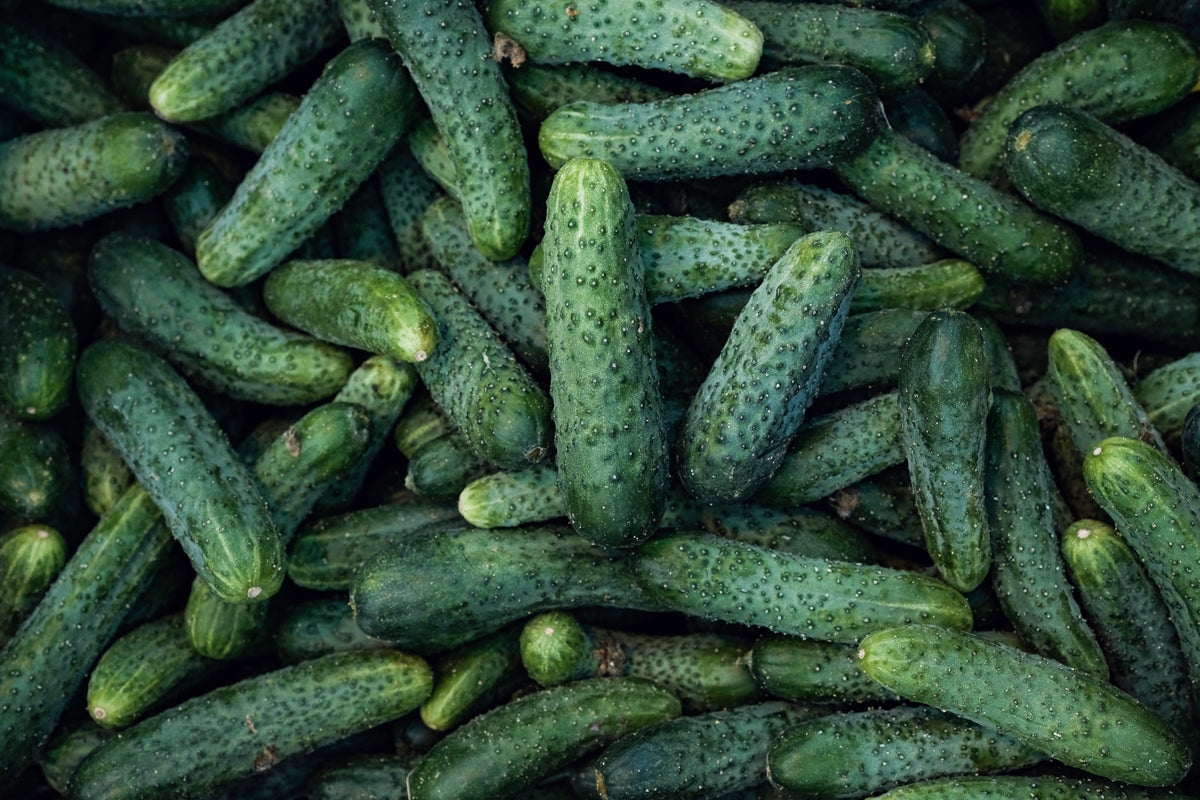 Cucumber 