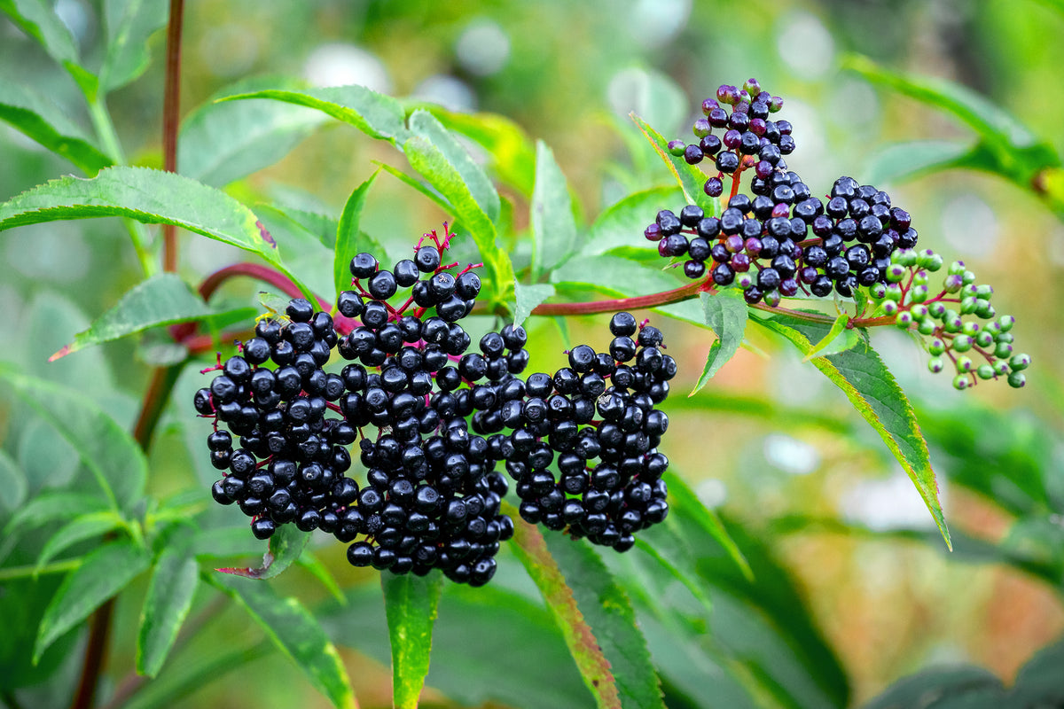 Elderberry