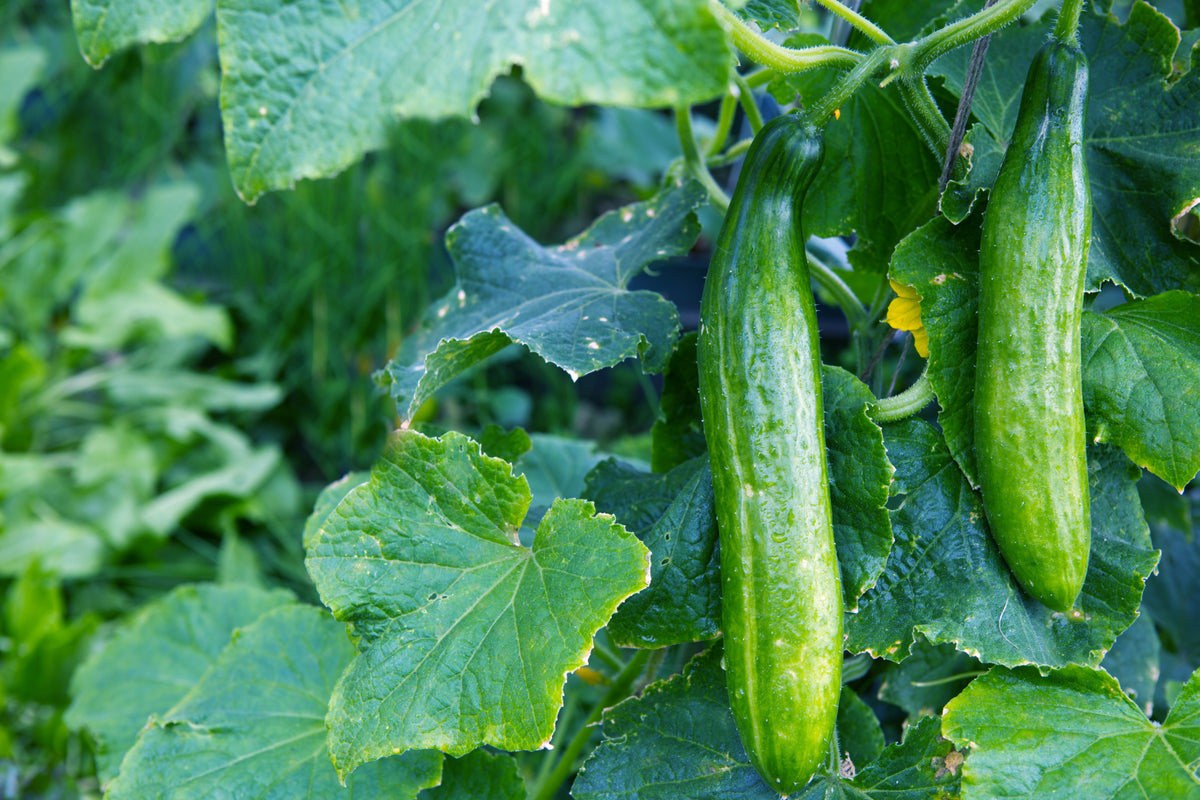 Vine Vigor