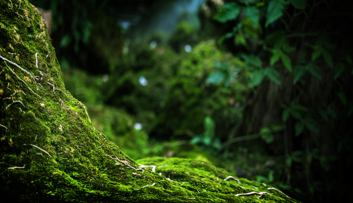 Resilience Reviver 