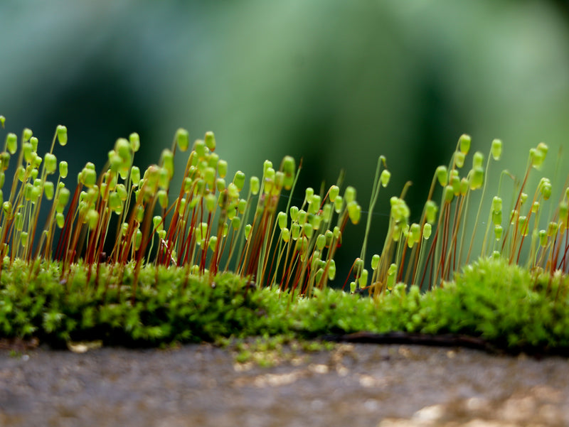 Earth Moss