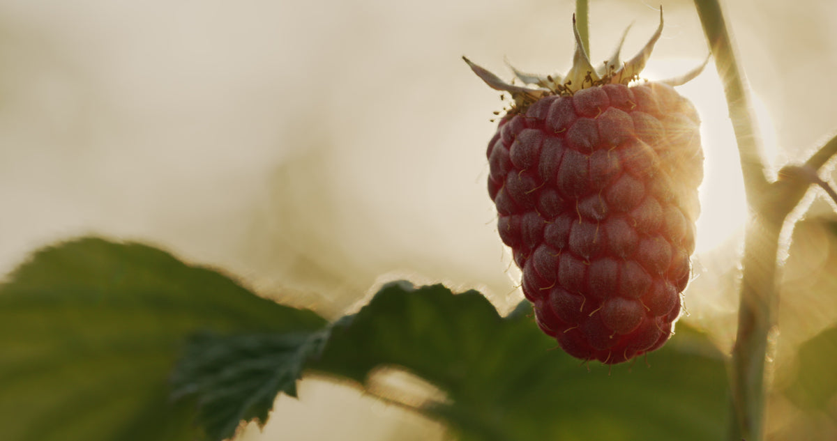 Raspberry