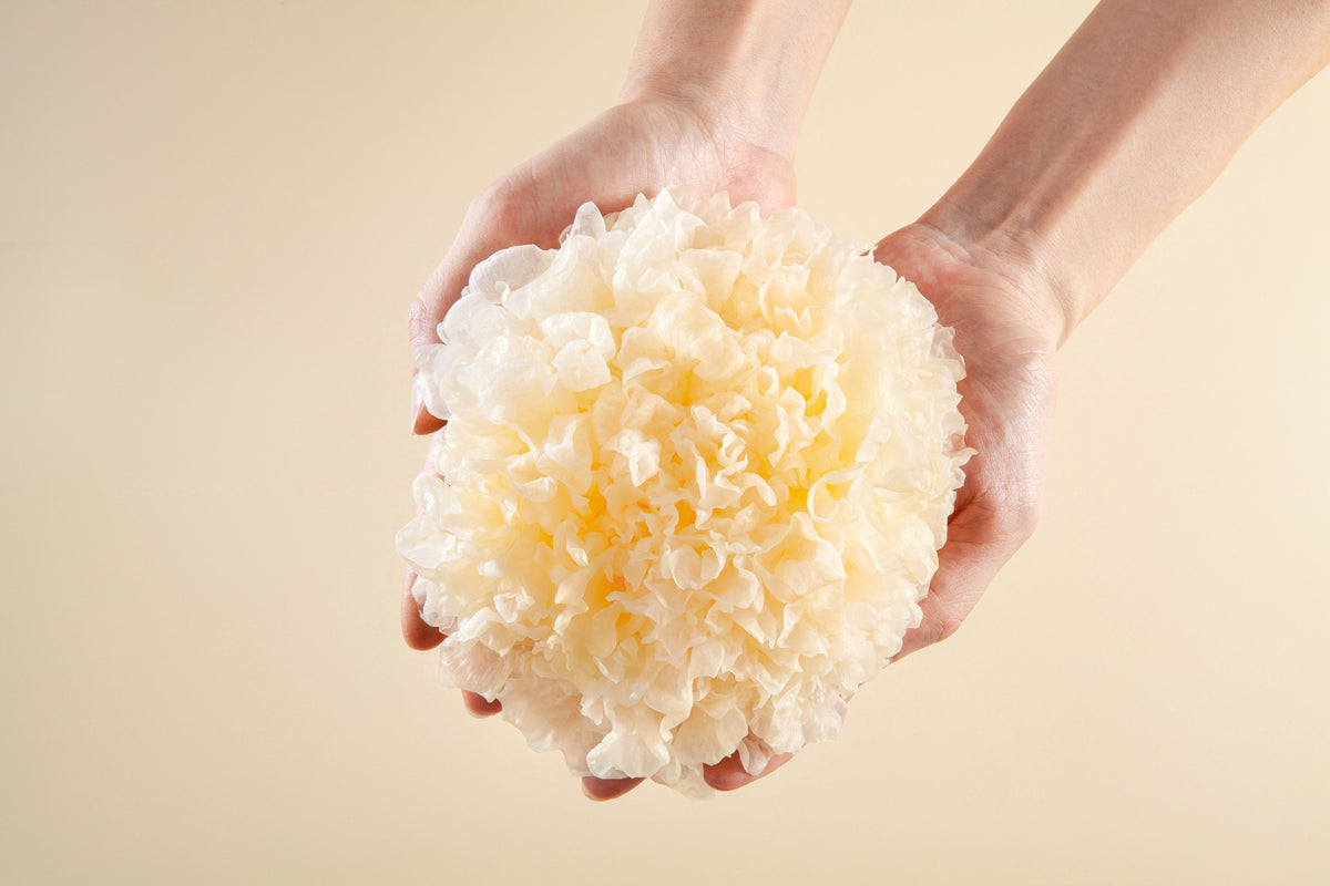 Snow Mushroom