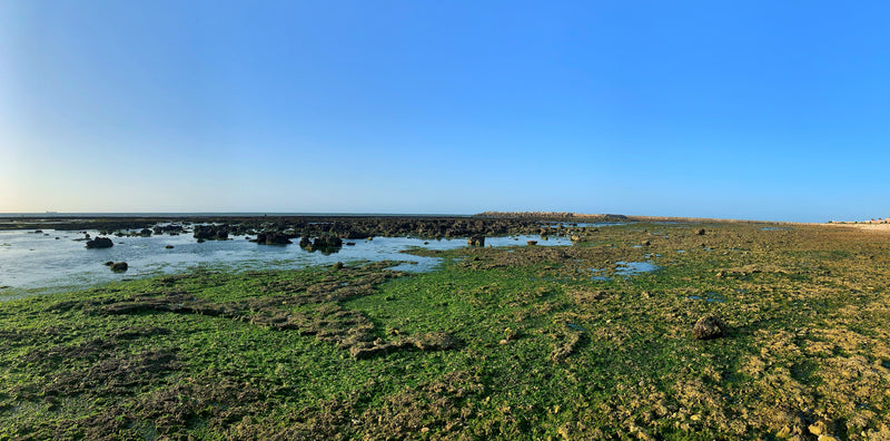 Sea Lettuce