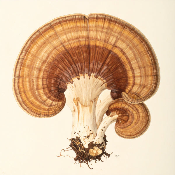 Reishi