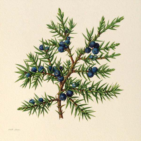 Juniper