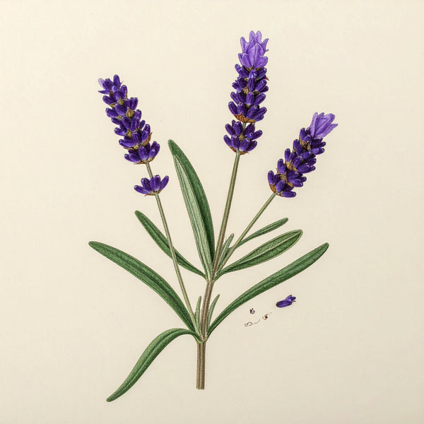 Lavender