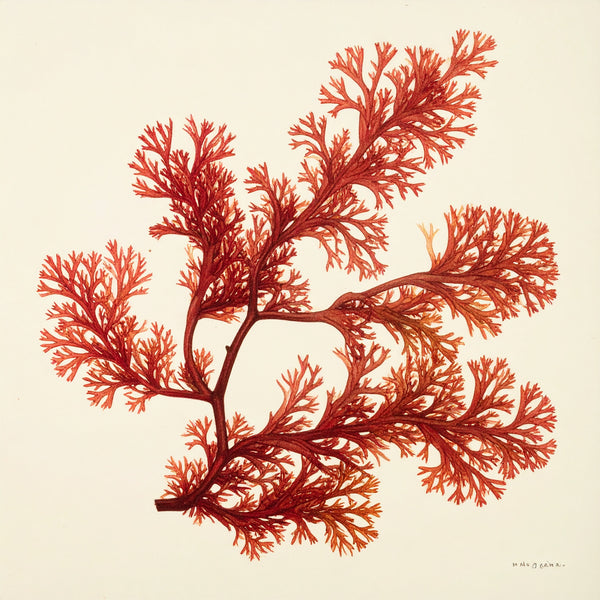 Irish Moss
