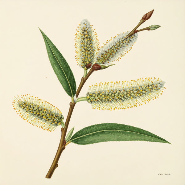 Willow