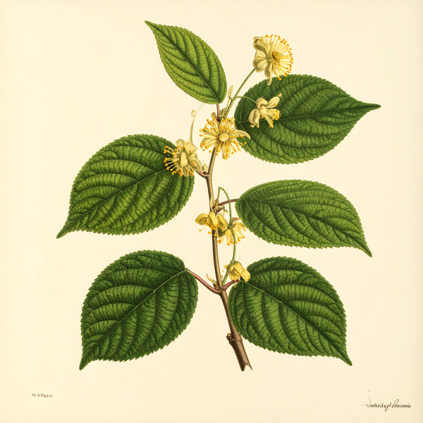 Witch Hazel