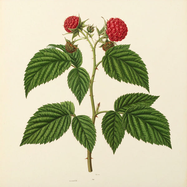 Raspberry