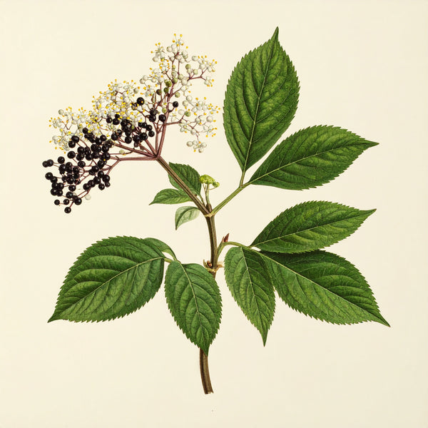 Elderberry