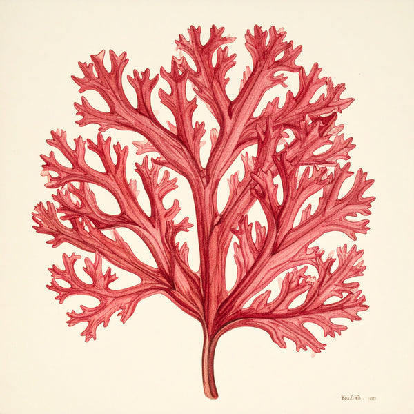 Carageenan seaweed
