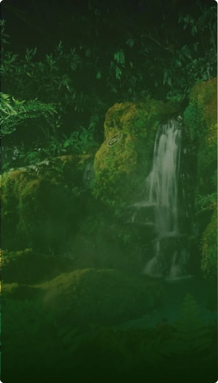 Rainforest ecosystem