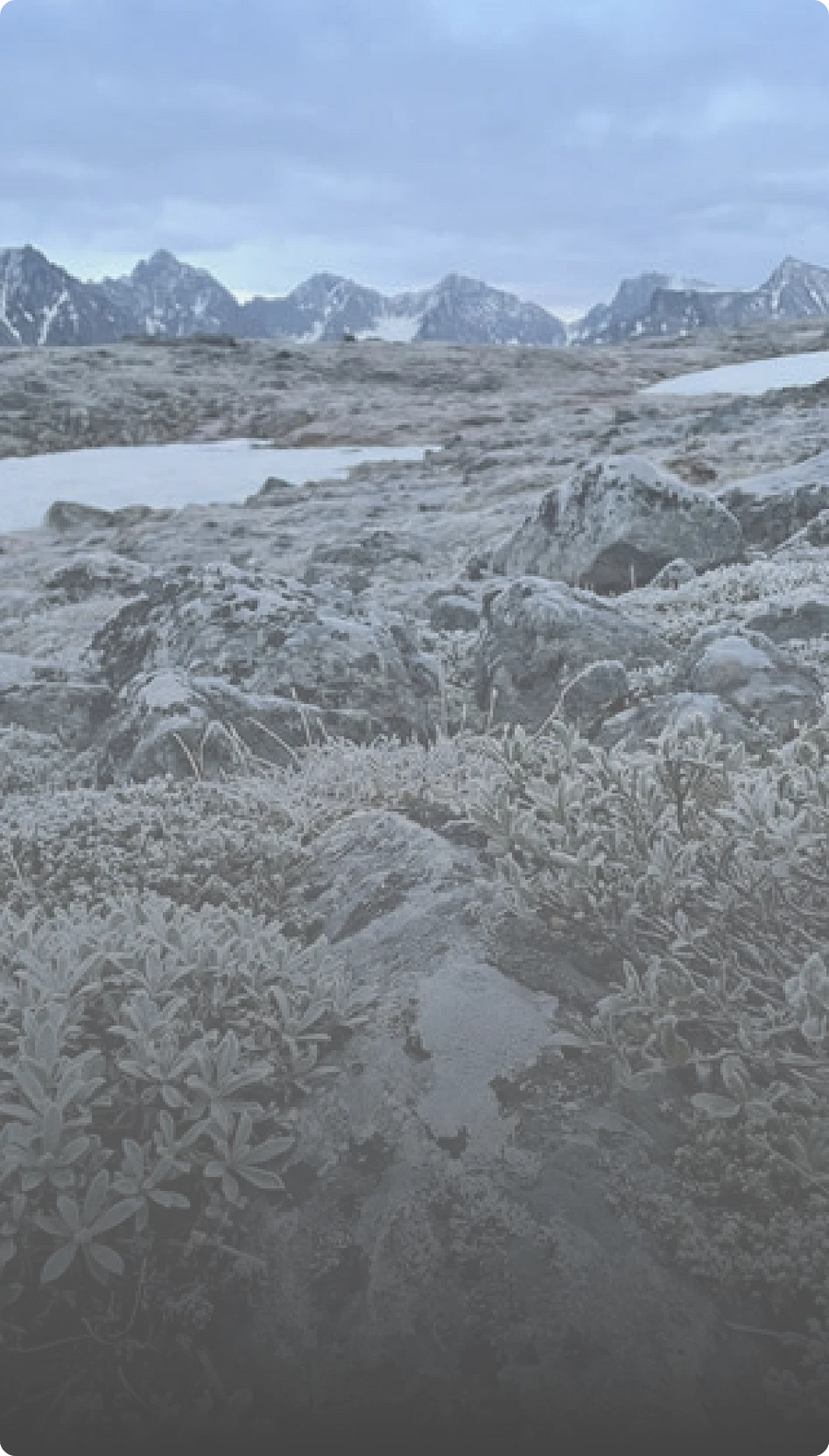 Alpine ecosystem