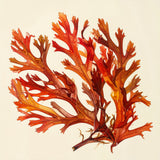 Red Algae Extract