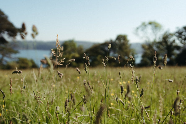Cornish Botanicals