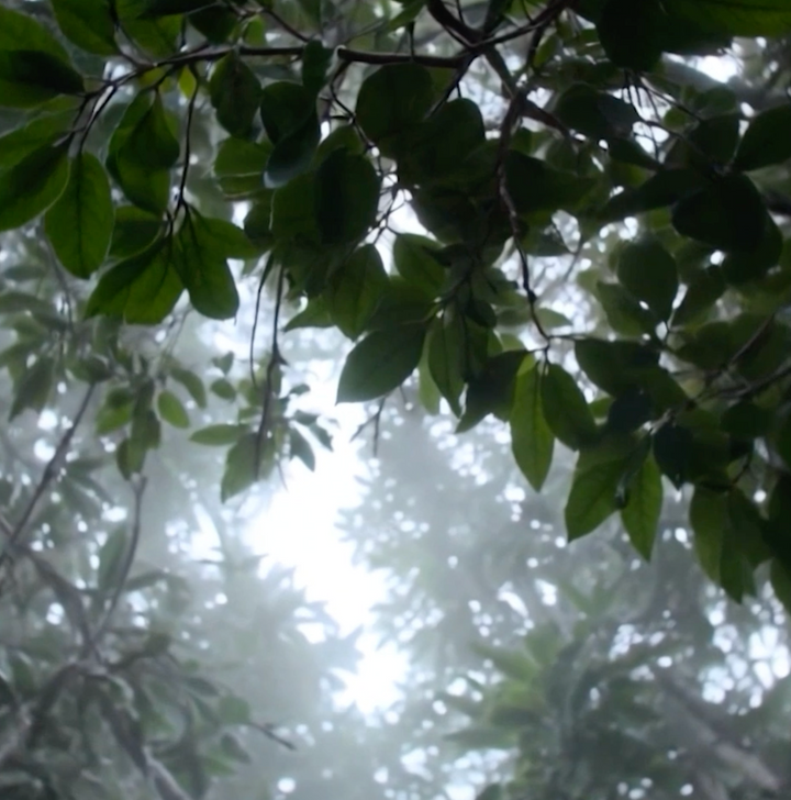 Rainforest