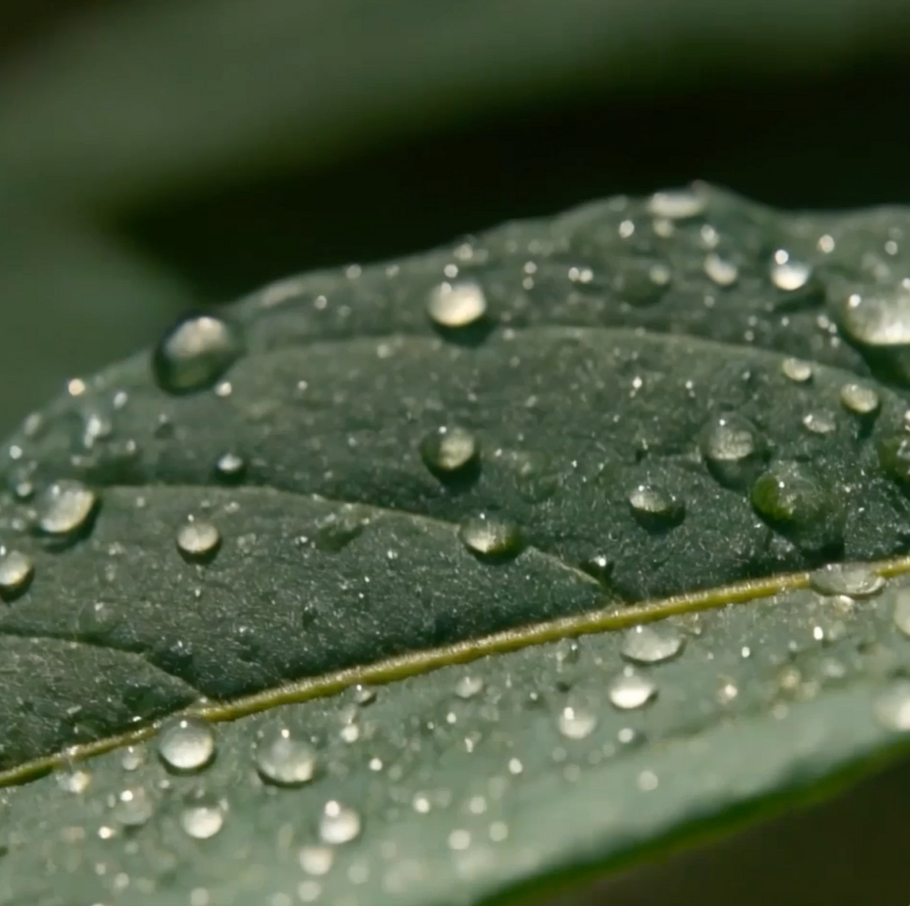 Rainforest