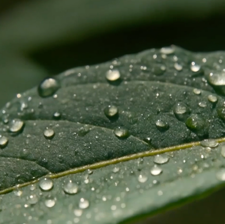 Rainforest