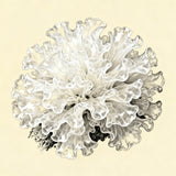 Tremella Mushroom