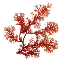 Irish moss