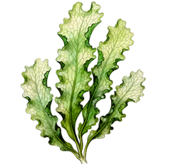 Sea lettuce