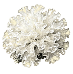 Snow mushroom