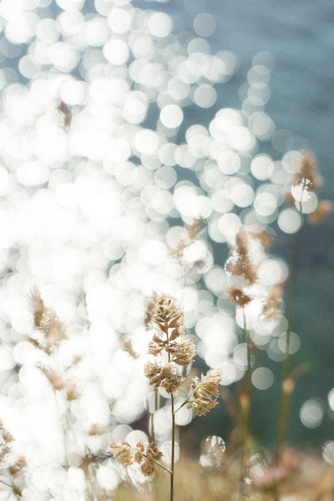 Cornish water · grass and sparkle